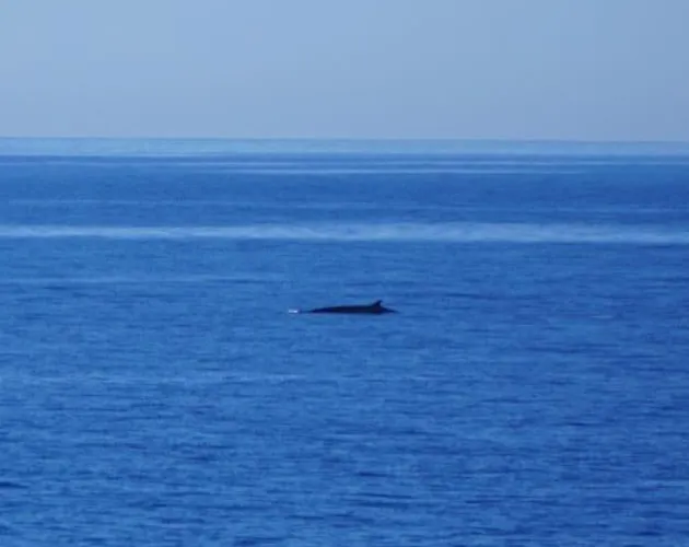 Paz Del Mar Charco del Palo